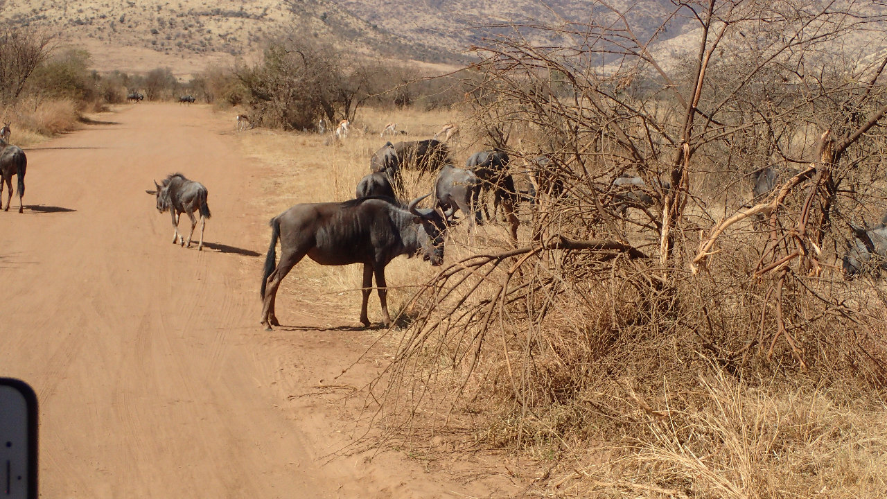 africa00260.jpg