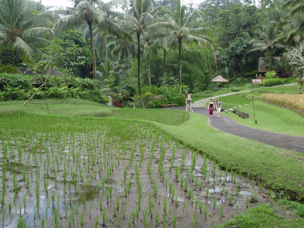 Bali182.JPG